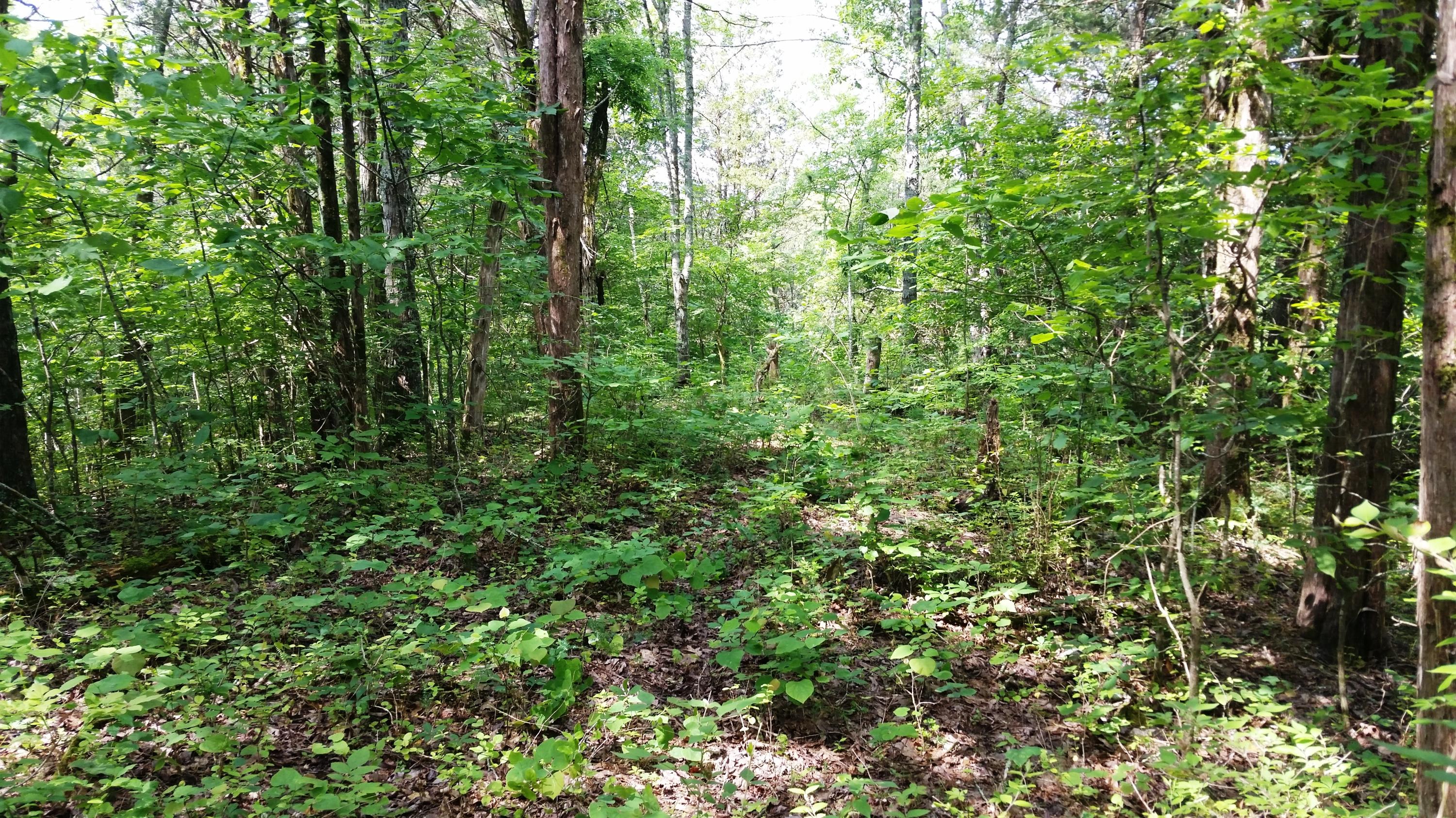 Parton Hollow Road Sevierville, TN 37876 - Photo 7 of 12 Interior 2