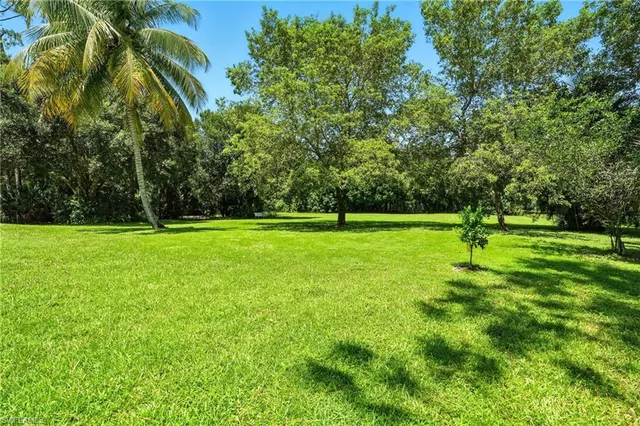 a view of a park with large trees