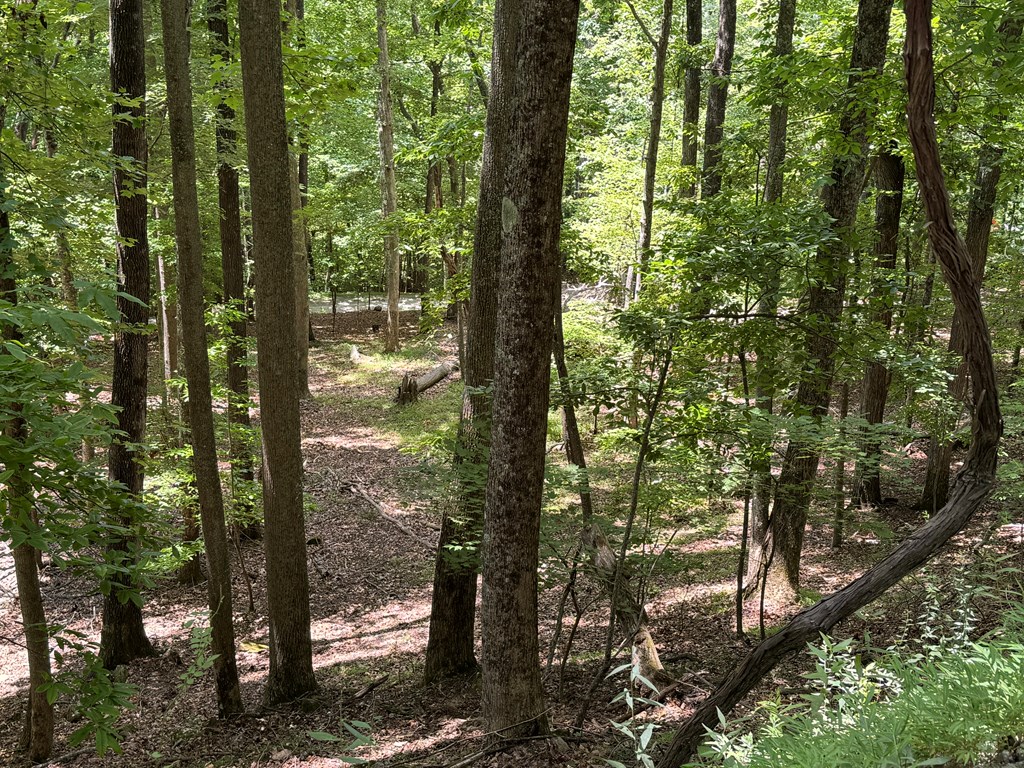 Lot 4 Picklesimer Mountain Road Morganton, GA 30560 - Photo 11 of 14 Gallery Image 11