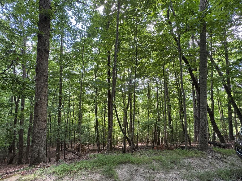 Lot 4 Picklesimer Mountain Road Morganton, GA 30560 - Photo 13 of 14 Gallery Image 13