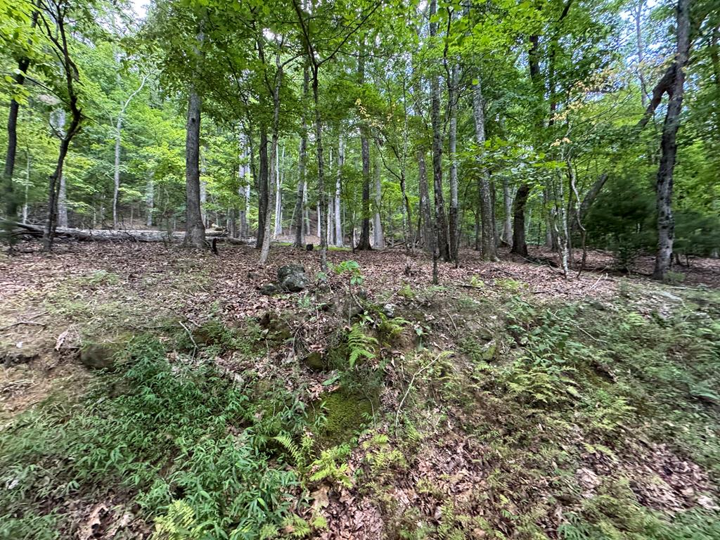 Lot 4 Picklesimer Mountain Road Morganton, GA 30560 - Photo 3 of 14 Gallery Image 3