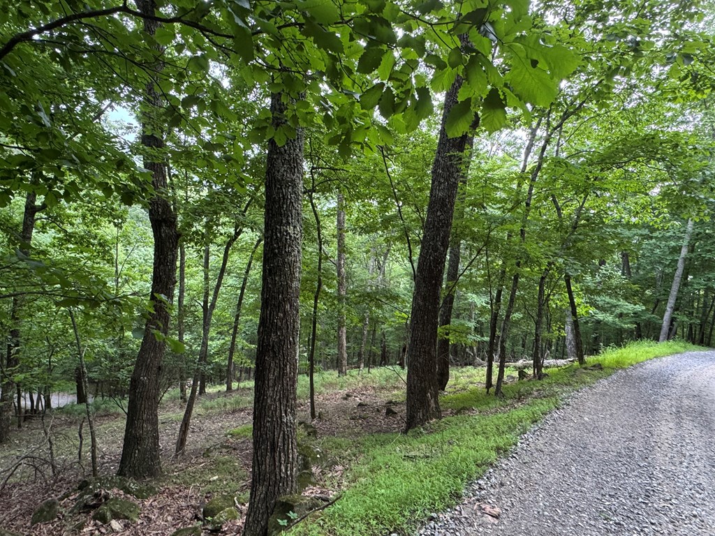 Lot 4 Picklesimer Mountain Road Morganton, GA 30560 - Photo 4 of 14 Gallery Image 4