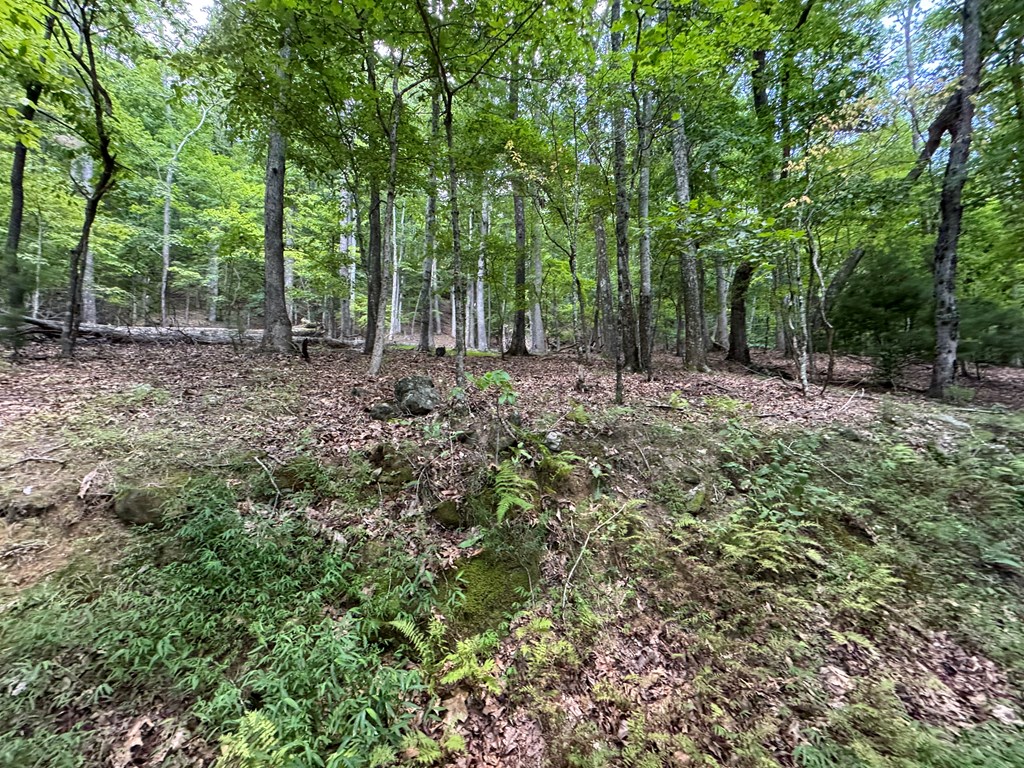 Lot 4 Picklesimer Mountain Road Morganton, GA 30560 - Photo 5 of 14 Gallery Image 5