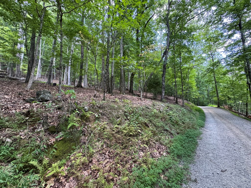 Lot 4 Picklesimer Mountain Road Morganton, GA 30560 - Photo 9 of 14 Gallery Image 9