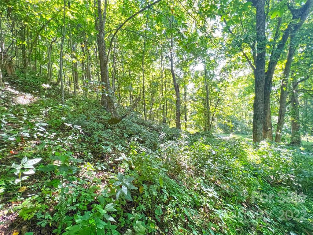 999 Baltimore Branch Road Hot Springs, NC 28743 - Photo 11 of 28 Gallery Image 11