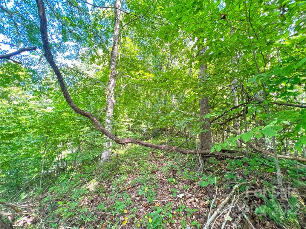 999 Baltimore Branch Road Hot Springs, NC 28743 - Photo 17 of 28 Gallery Image 17