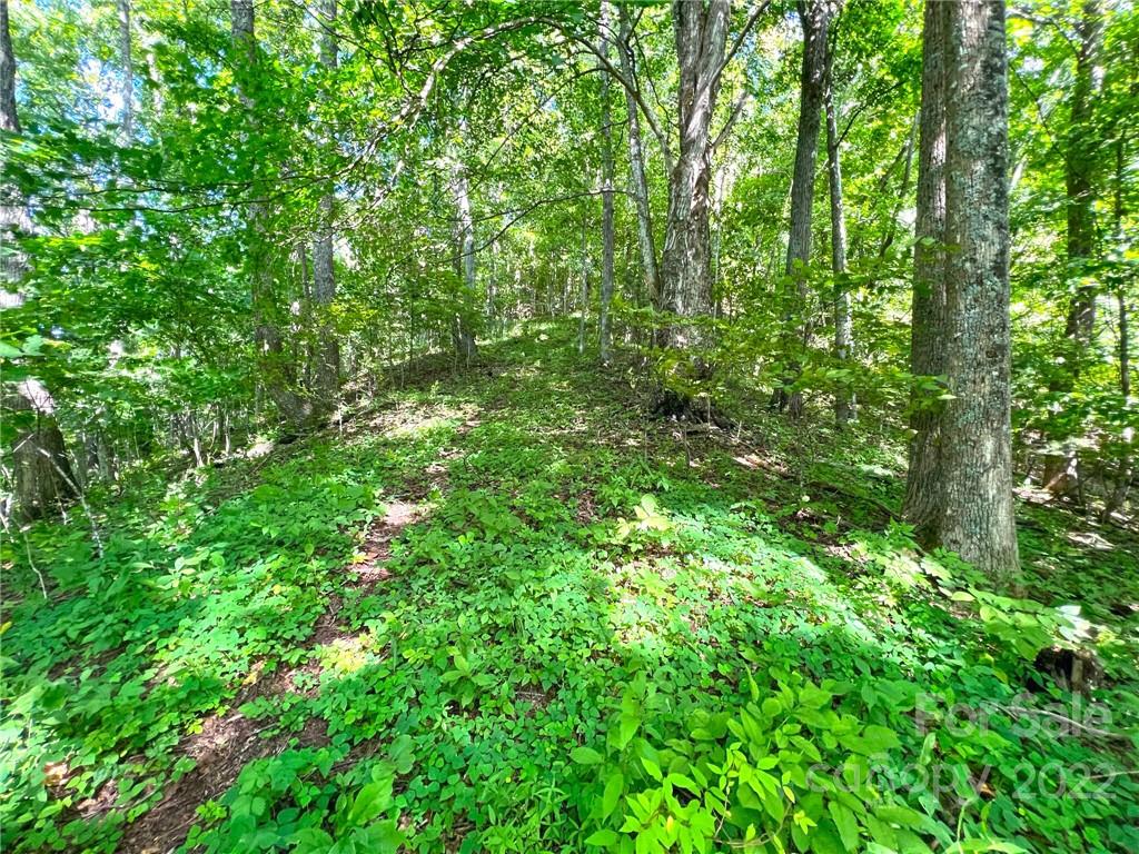 999 Baltimore Branch Road Hot Springs, NC 28743 - Photo 18 of 28 Gallery Image 18