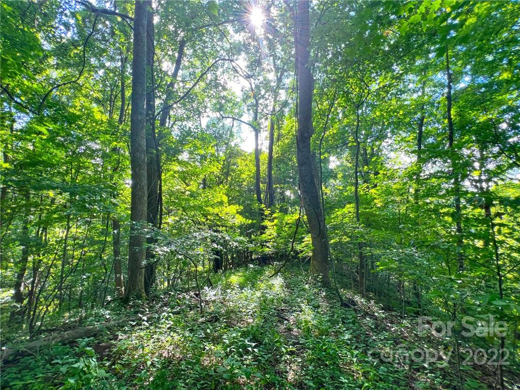 999 Baltimore Branch Road Hot Springs, NC 28743 - Photo 19 of 28 Gallery Image 19