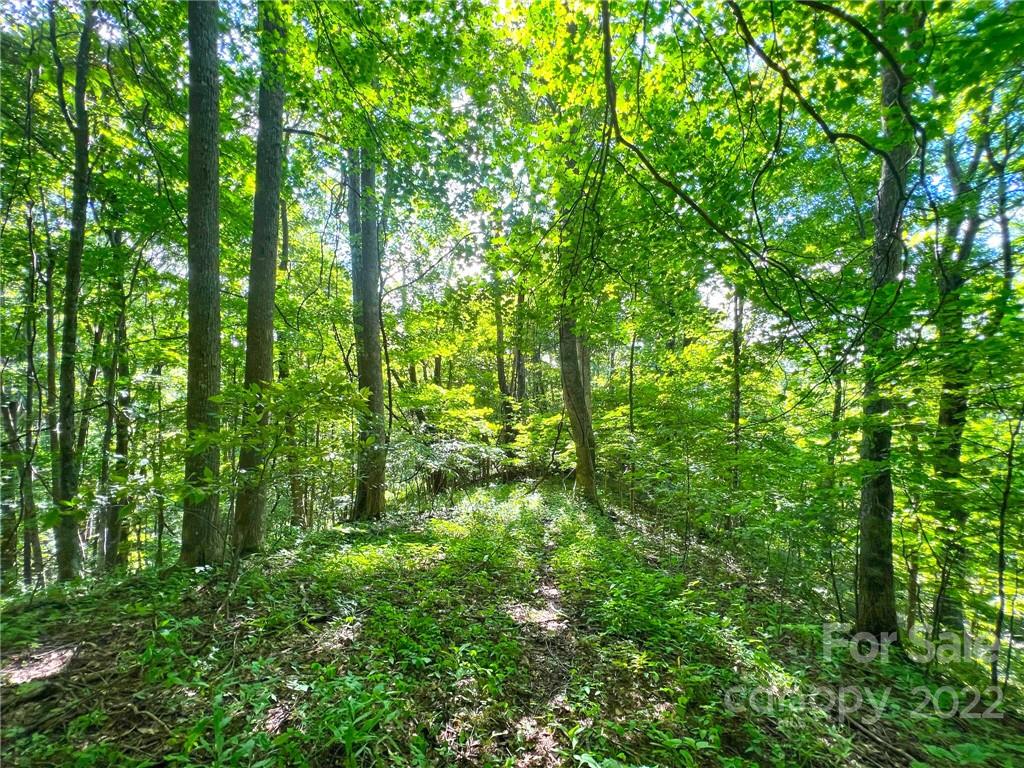 999 Baltimore Branch Road Hot Springs, NC 28743 - Photo 21 of 28 Gallery Image 21