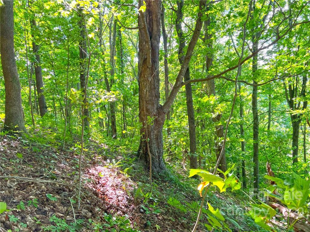 999 Baltimore Branch Road Hot Springs, NC 28743 - Photo 4 of 28 Gallery Image 4