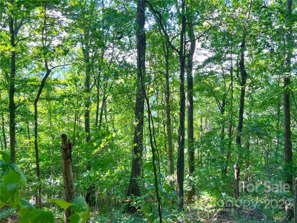 999 Baltimore Branch Road Hot Springs, NC 28743 - Photo 5 of 28 Gallery Image 5