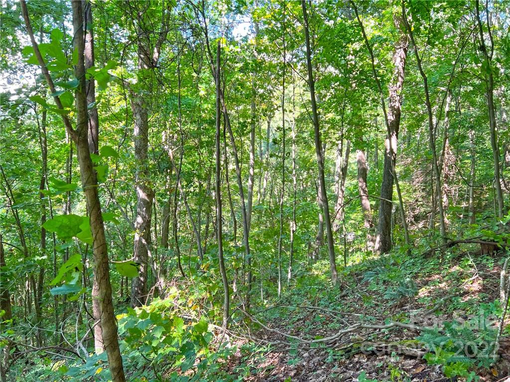 999 Baltimore Branch Road Hot Springs, NC 28743 - Photo 6 of 28 Gallery Image 6