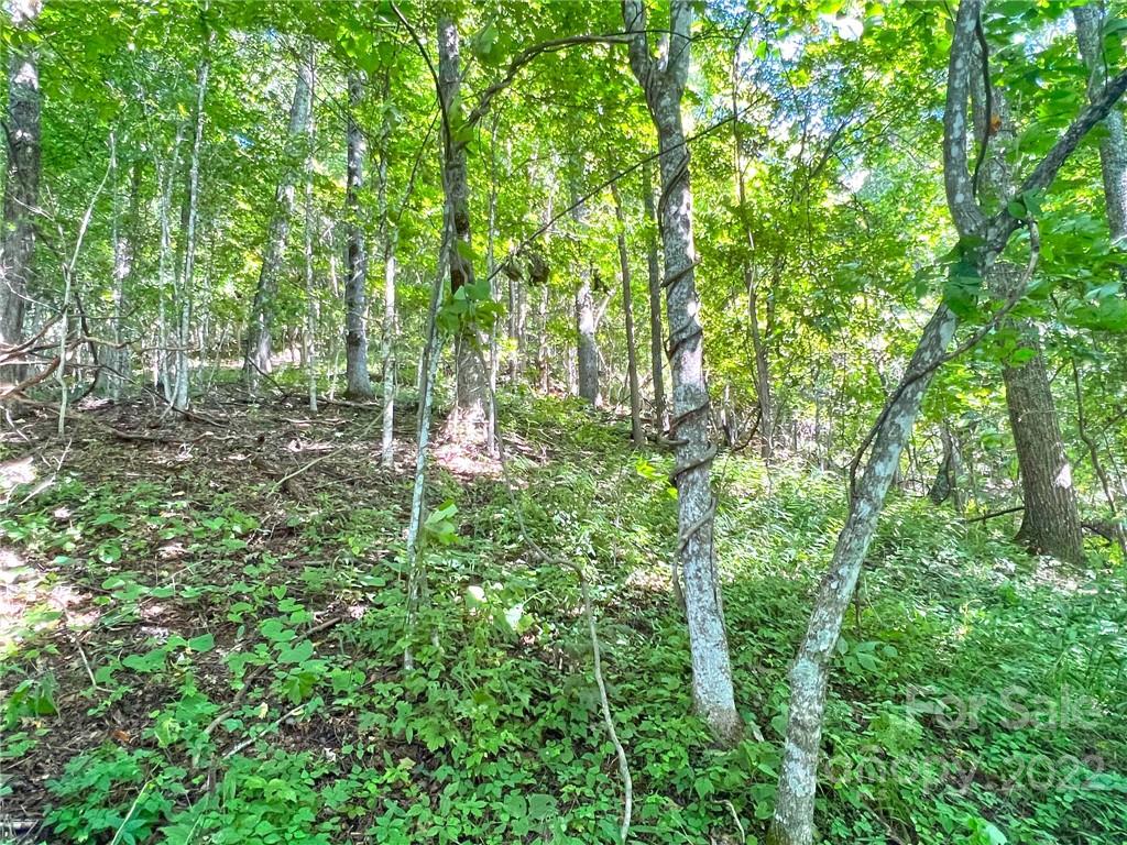999 Baltimore Branch Road Hot Springs, NC 28743 - Photo 7 of 28 Gallery Image 7