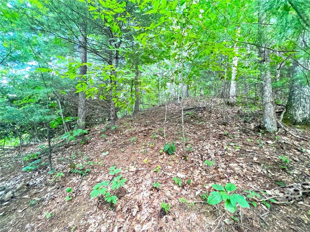 999 Baltimore Branch Road Hot Springs, NC 28743 - Photo 8 of 28 Gallery Image 8