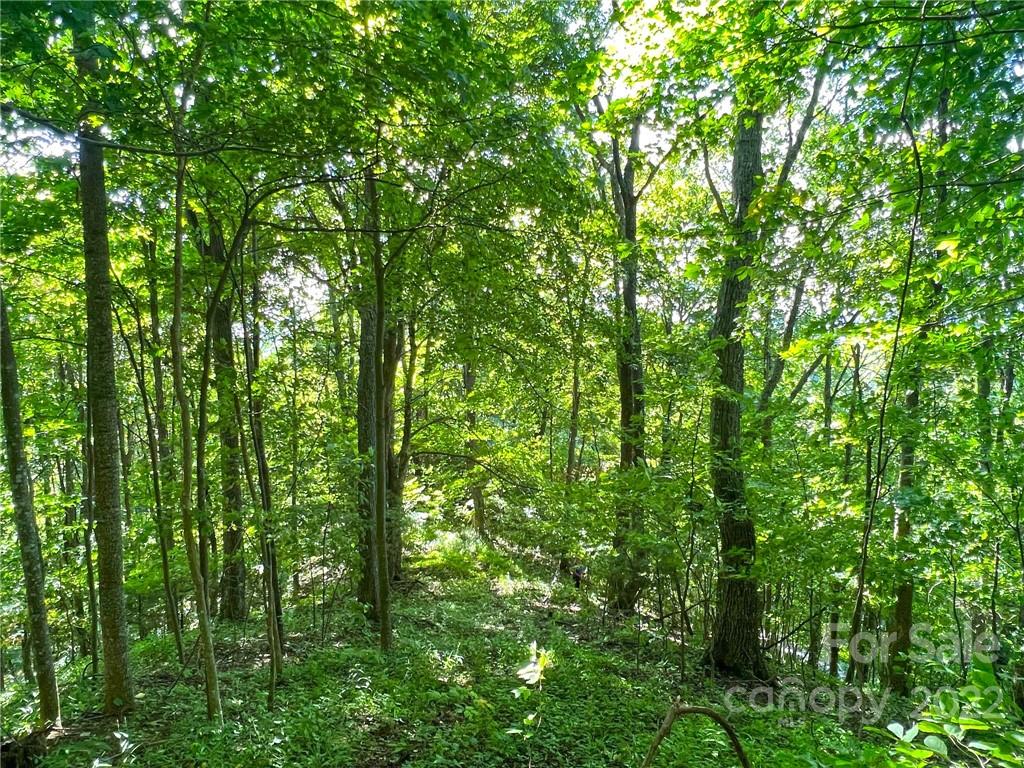 999 Baltimore Branch Road Hot Springs, NC 28743 - Photo 9 of 28 Gallery Image 9