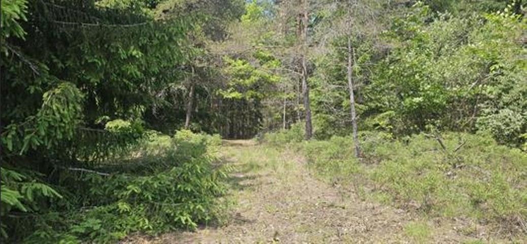 11206 Nolan Road Gladwin, MI 48624 - Photo 44 of 47