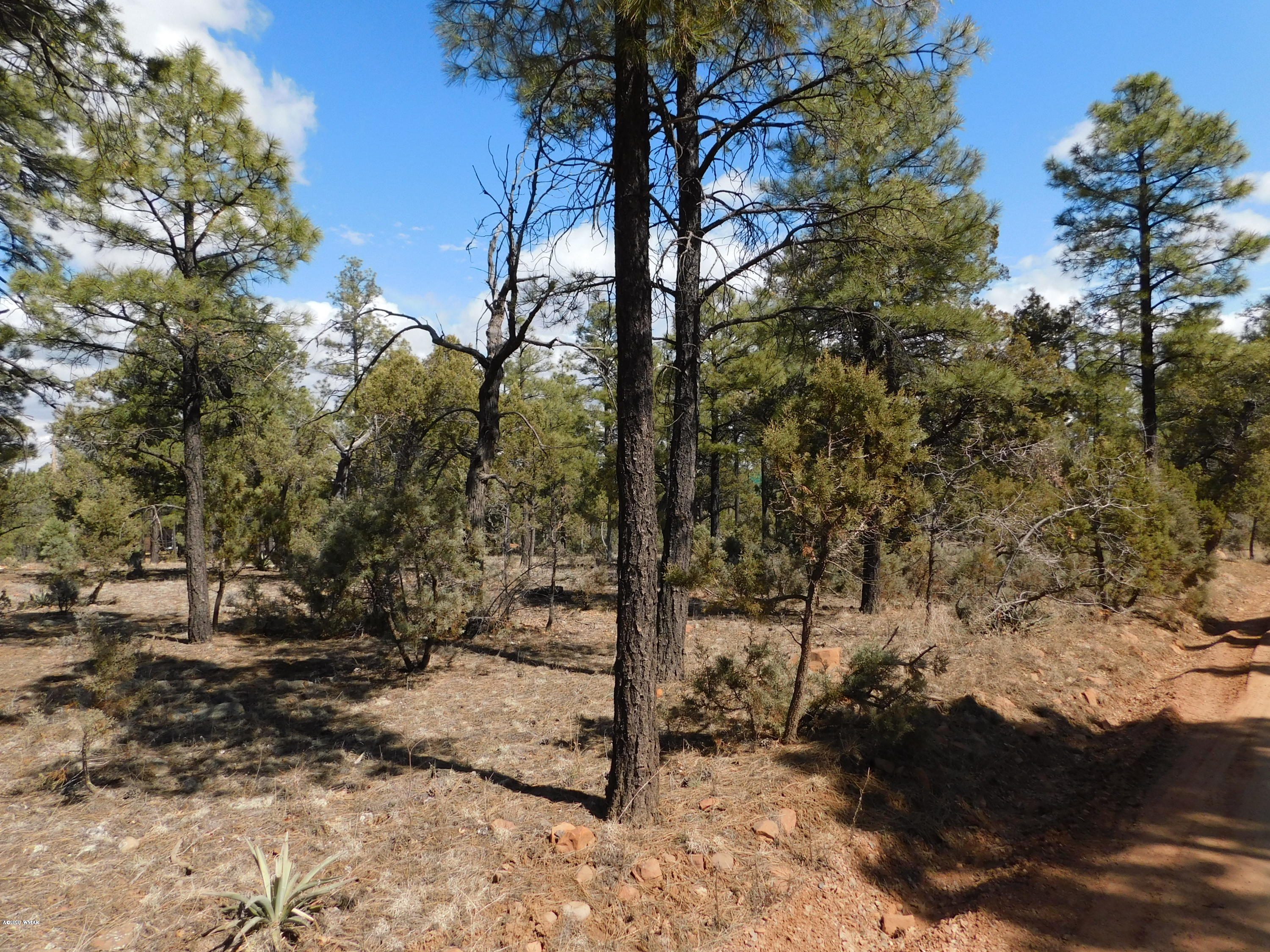 2066 Lone Mountain Road Overgaard, AZ 85933 - Photo 3 of 4