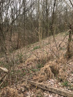 2154 Union Camp Road Lafayette, TN 37083 - Photo 6 of 23 a view of a yard with a tree
