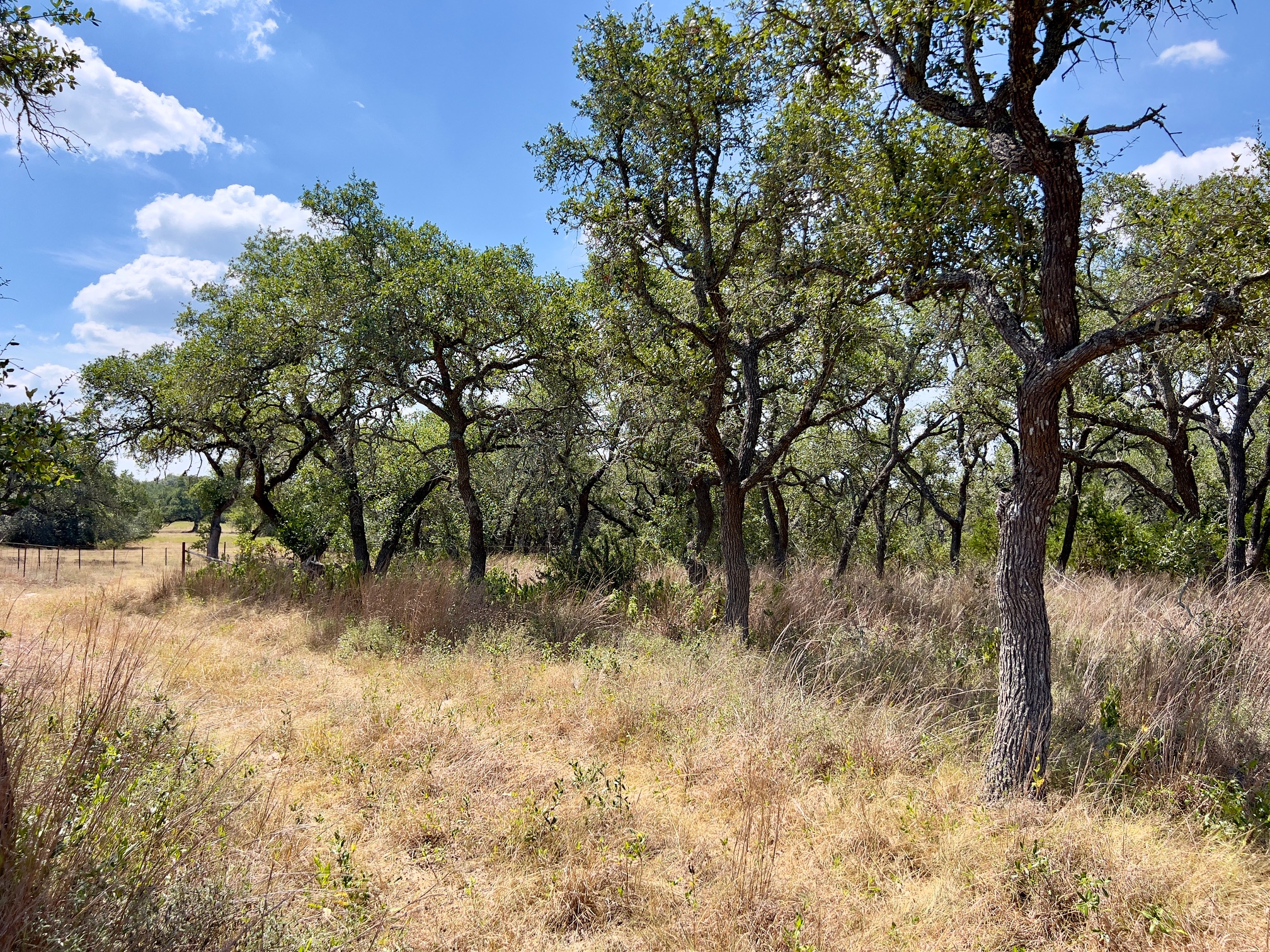 992 Hines Br Road Blanco, TX 78606 - Photo 12 of 23 Back (east) fence line - and small section of cross fencing.
