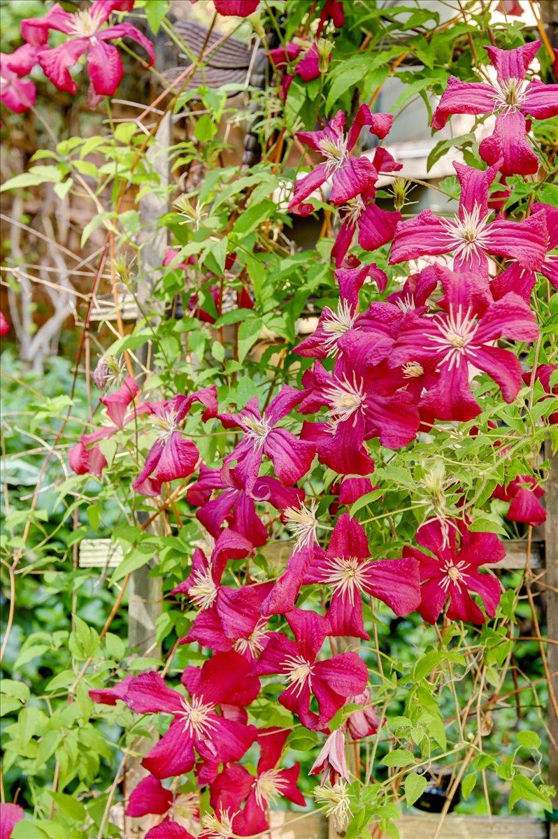 13784 Greenhorn Road Grass Valley, CA 95945 - Photo 73 of 87