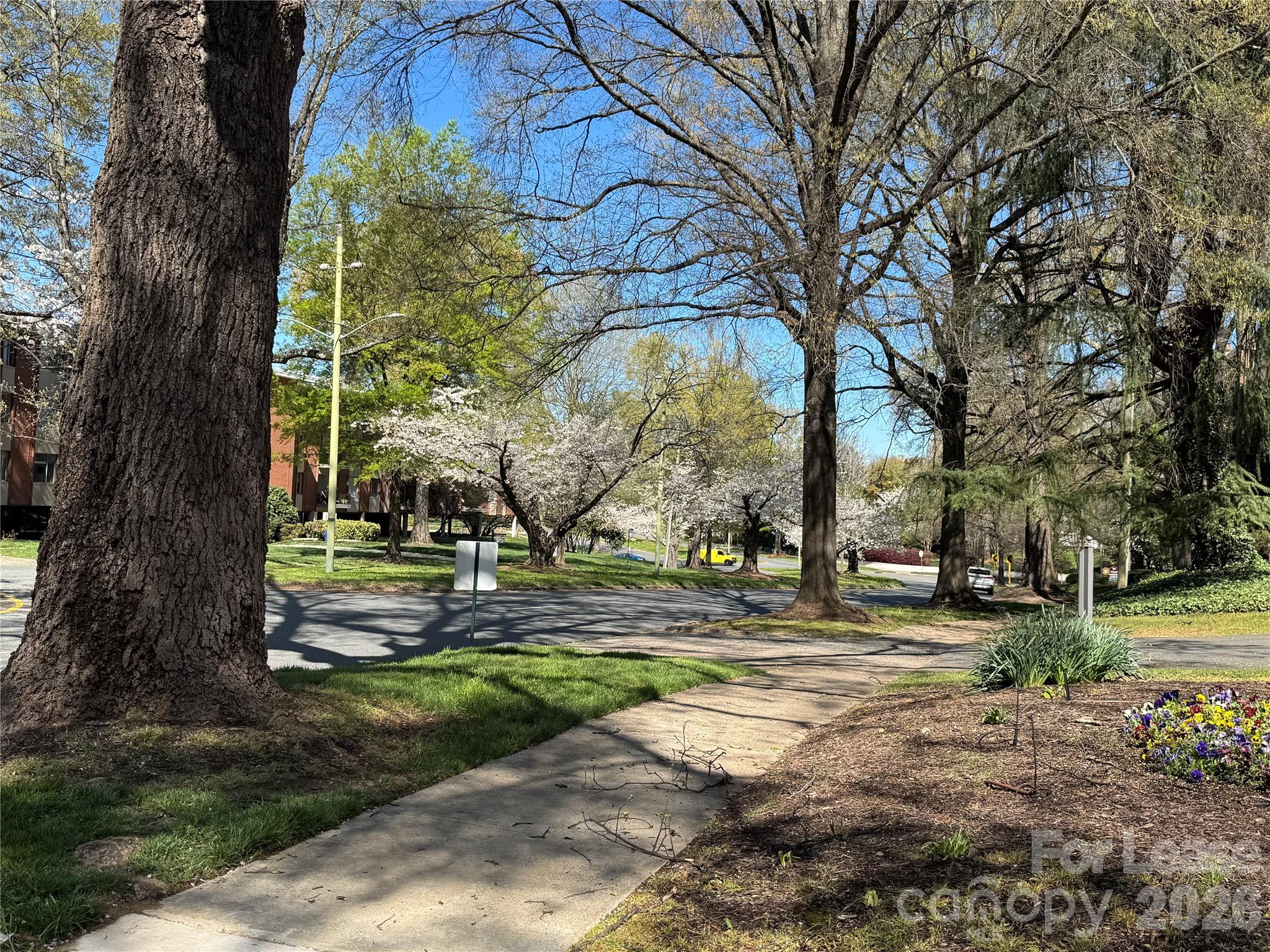1323 Queens Road, Unit 303 Charlotte, NC 28207 - Photo 42 of 47 a view of yard with tree