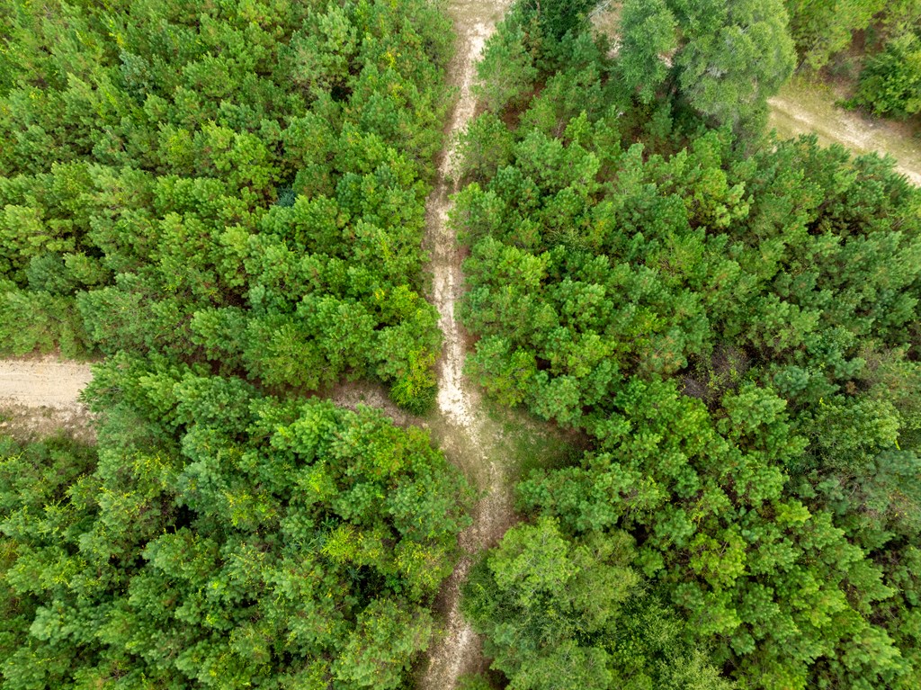 95 (columbia Rd) Road Abbeville, AL 36310 - Photo 24 of 41
