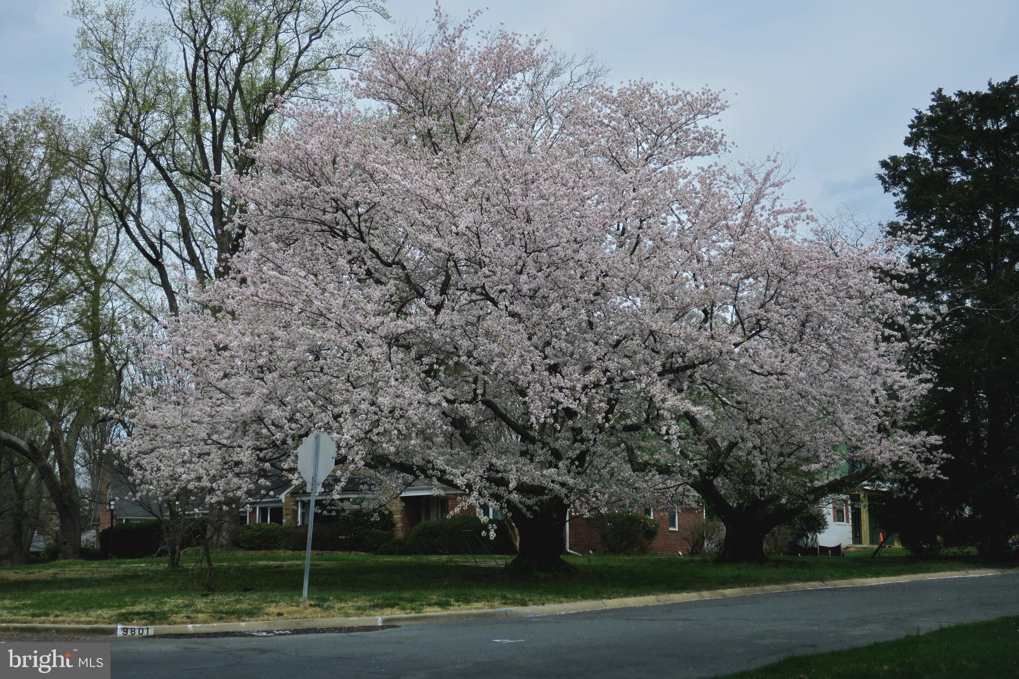 9801 Old Spring Road Kensington, MD 20895 - Photo 38 of 38 Spectacular blossoms in the spring