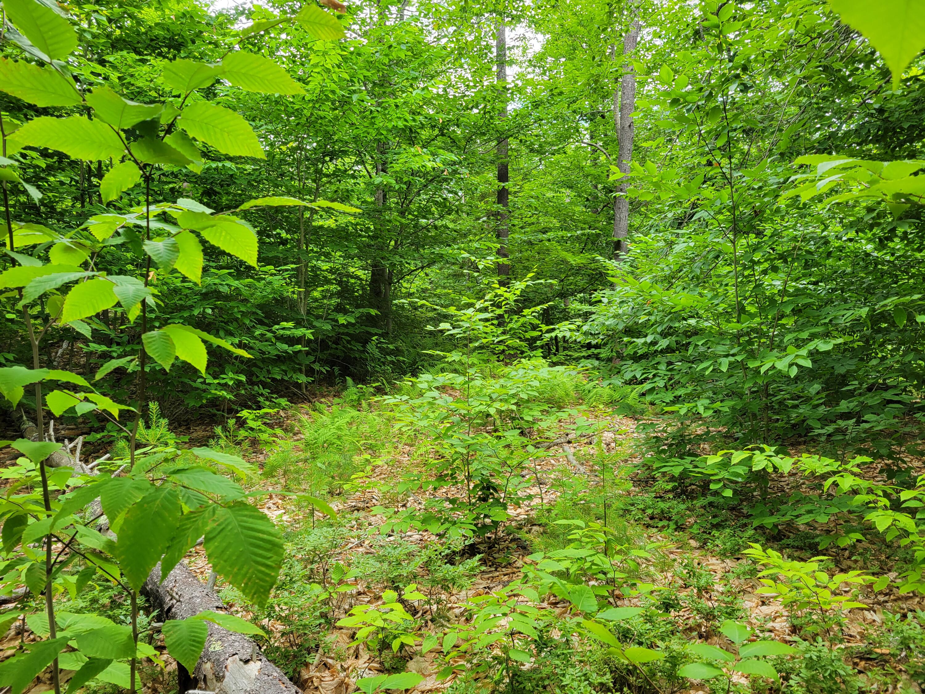 Lot #8 Thurston Road Brownfield, ME 04010 - Photo 2 of 9 20240701_133312