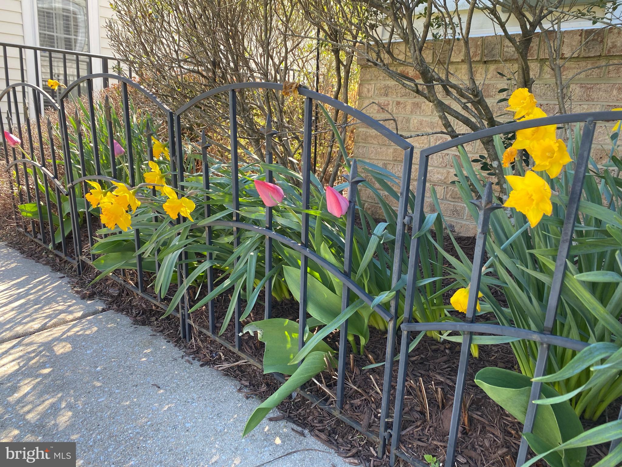 8245 Academy Road, Unit 42 Ellicott City, MD 21043 - Photo 47 of 48 spring time flowers!