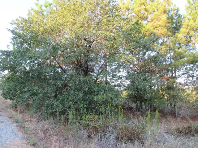 a view of a lush green forest next to a forest