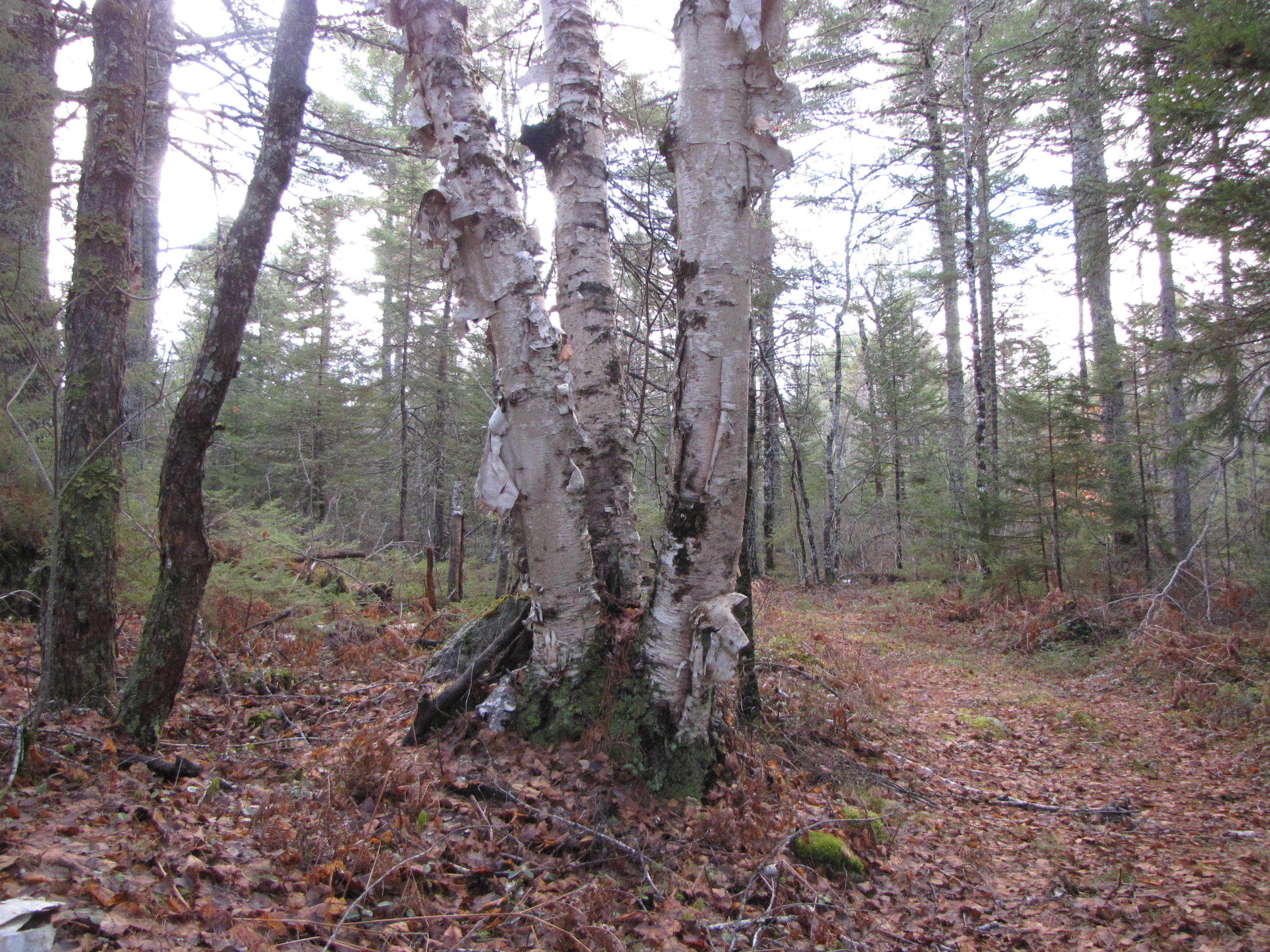 X X Off Ccc Road Machias, ME 04654 - Photo 23 of 57 IMG_1623