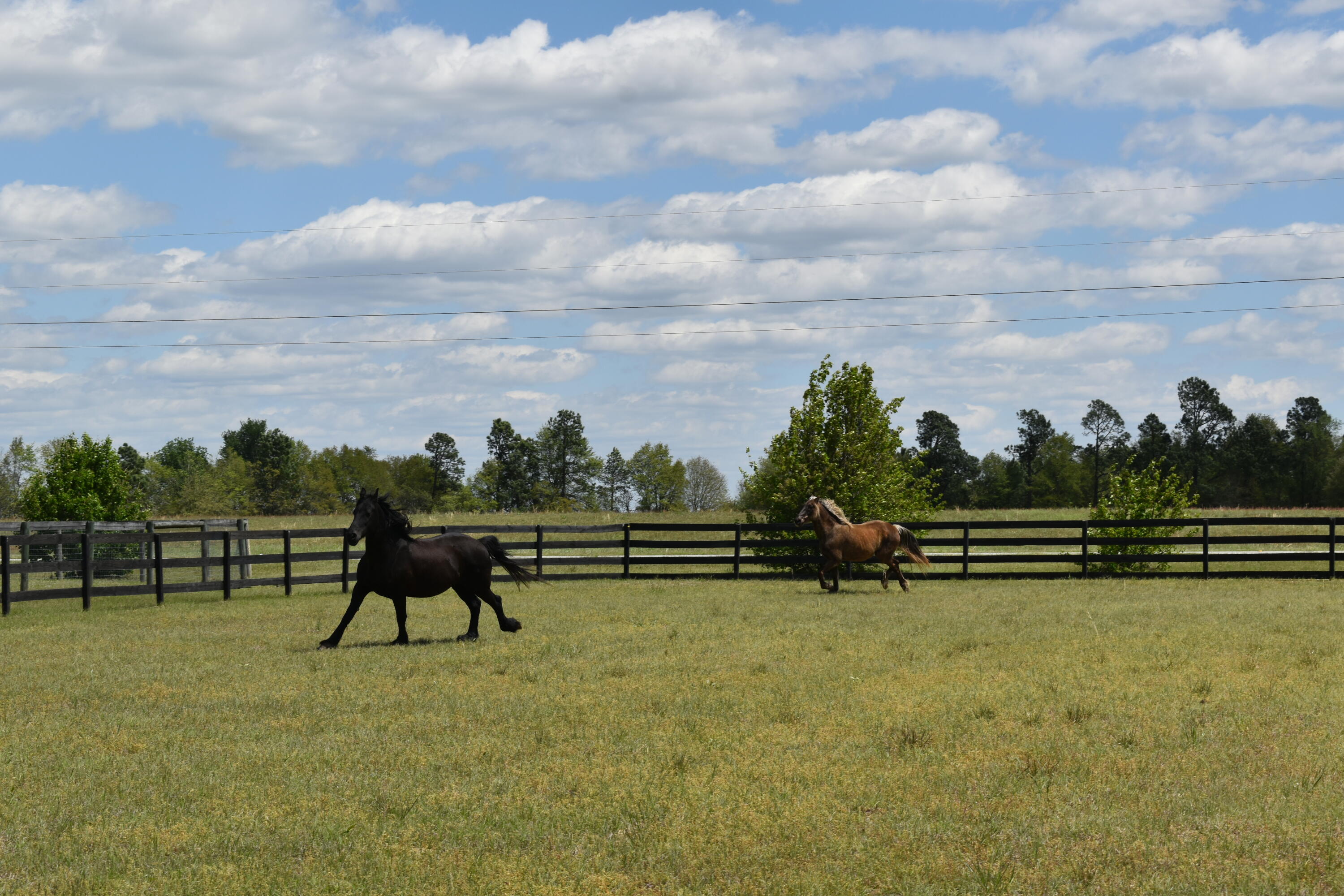 155 Jaywood Road Williston, SC 29853 - Photo 45 of 64