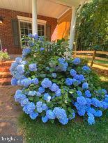 7575 Moormont Road Rapidan, VA 22733 - Photo 8 of 59 a view of a flower in a yard