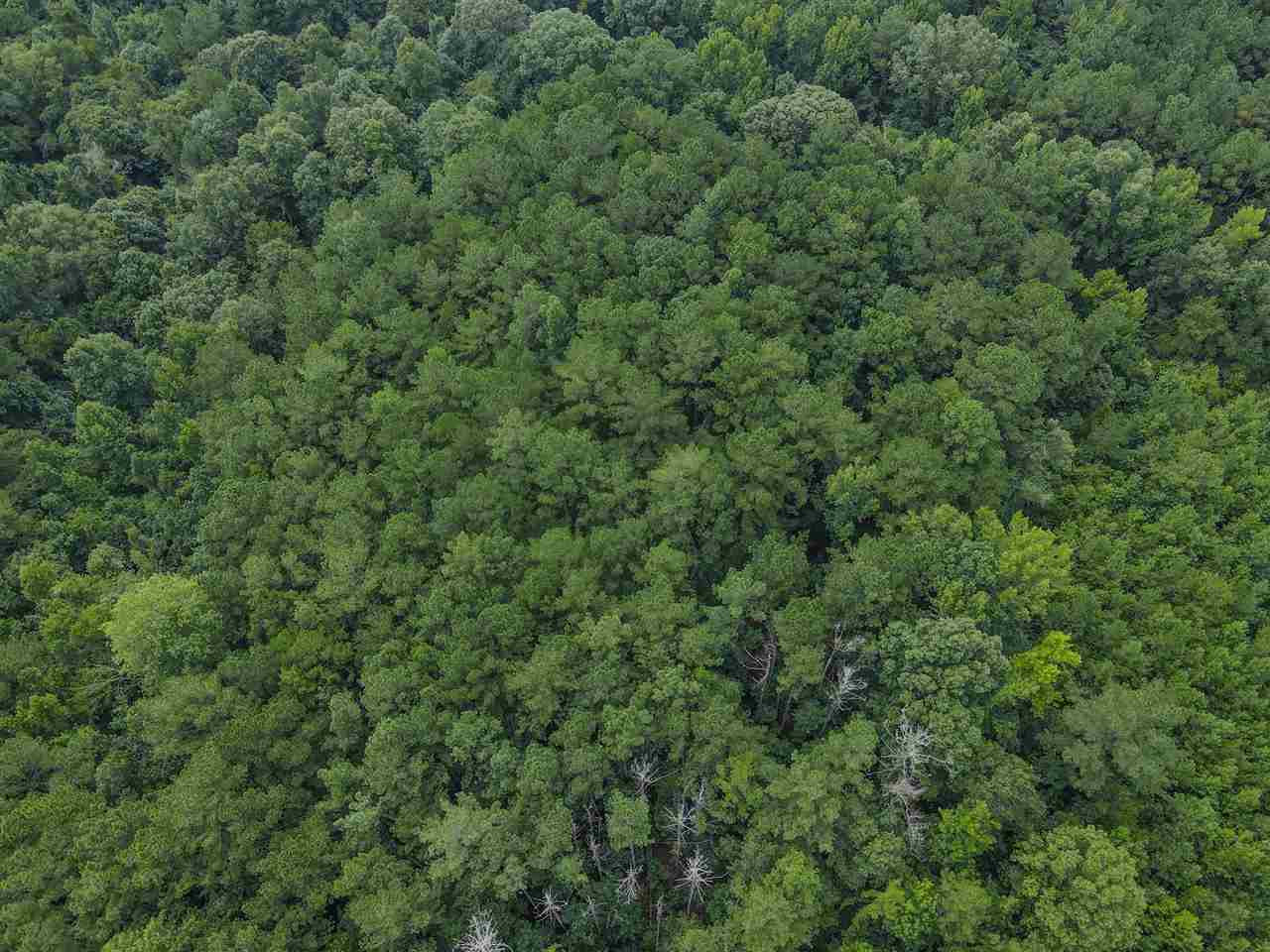 0 Norwood Road Florence, MS 39073 - Photo 5 of 13 Photo 5