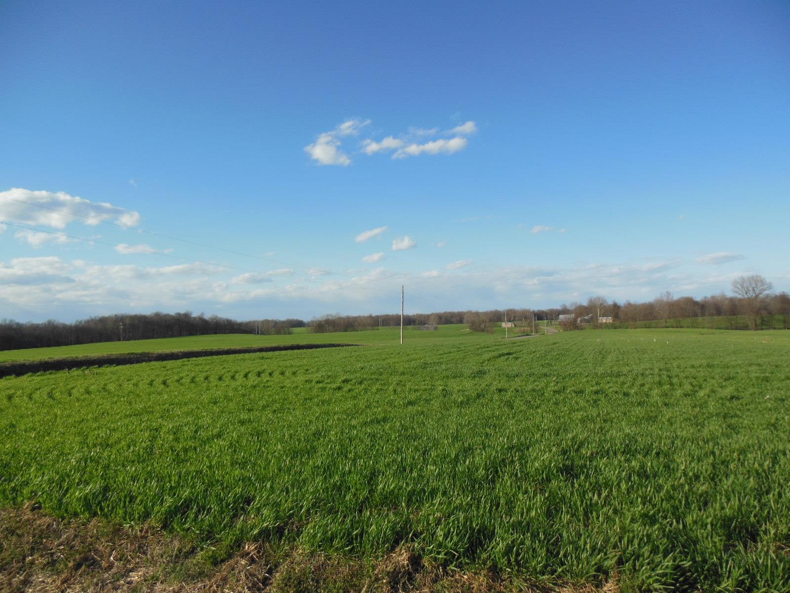 5025 Boyd Holland Road Springfield, TN 37172 - Photo 12 of 30 a view of a big yard of grass and an tree