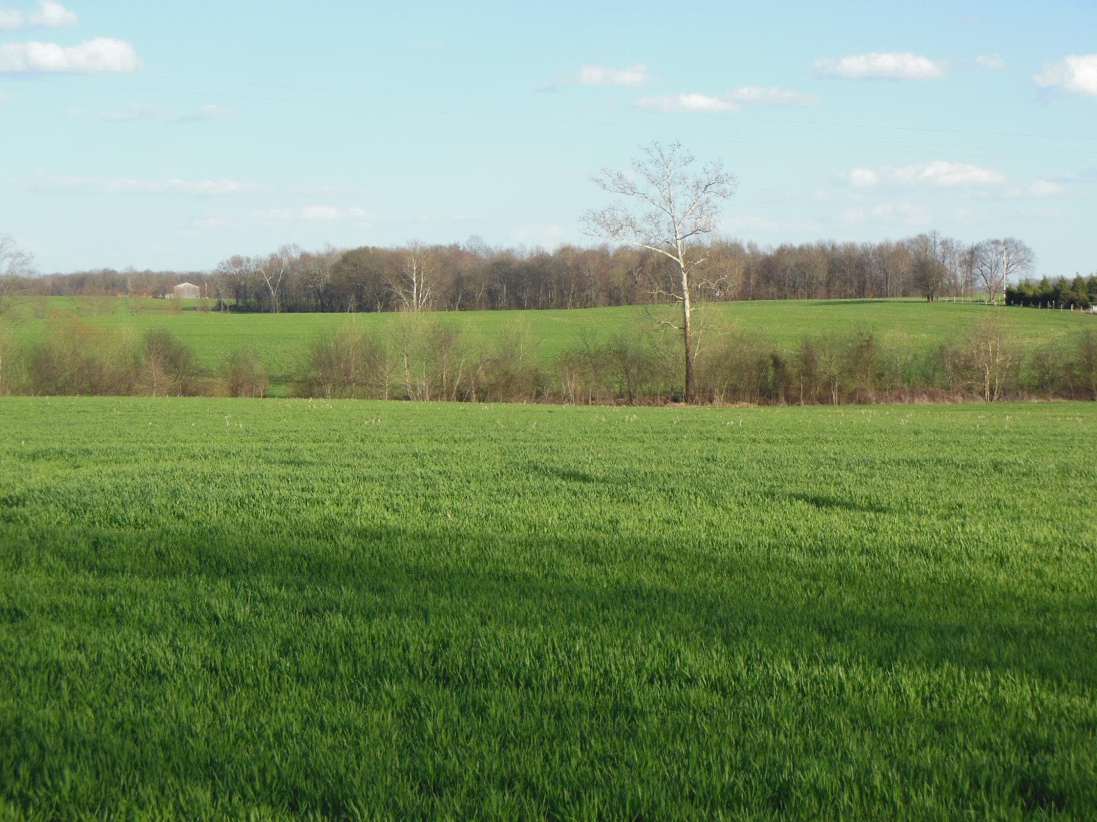 5025 Boyd Holland Road Springfield, TN 37172 - Photo 29 of 30 a view of a green field with trees in the background