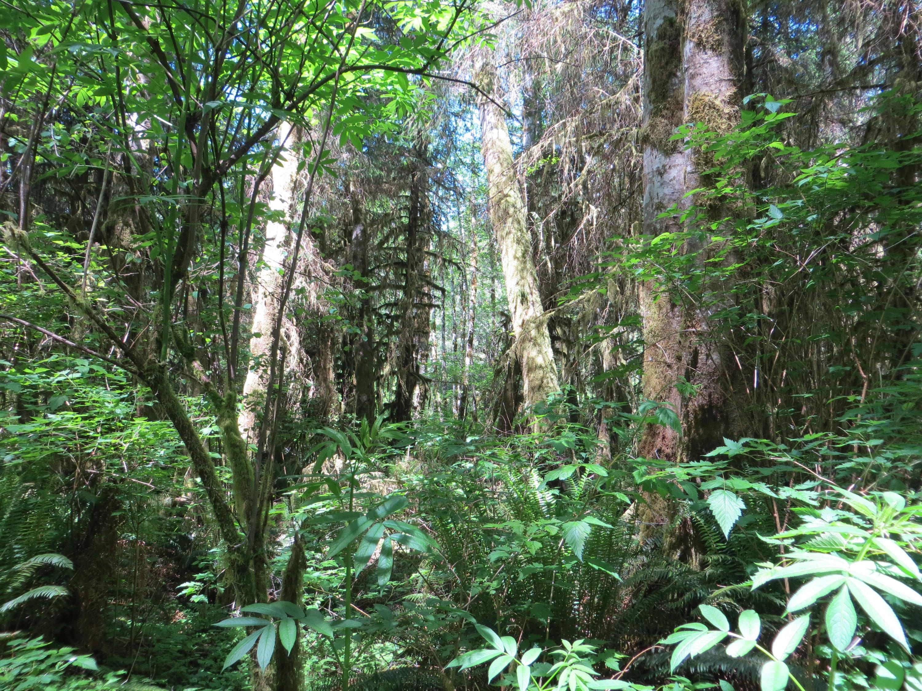 Lot 15 Hamer Road Siletz, OR 97380 - Photo 16 of 23 Hamer Rd Property