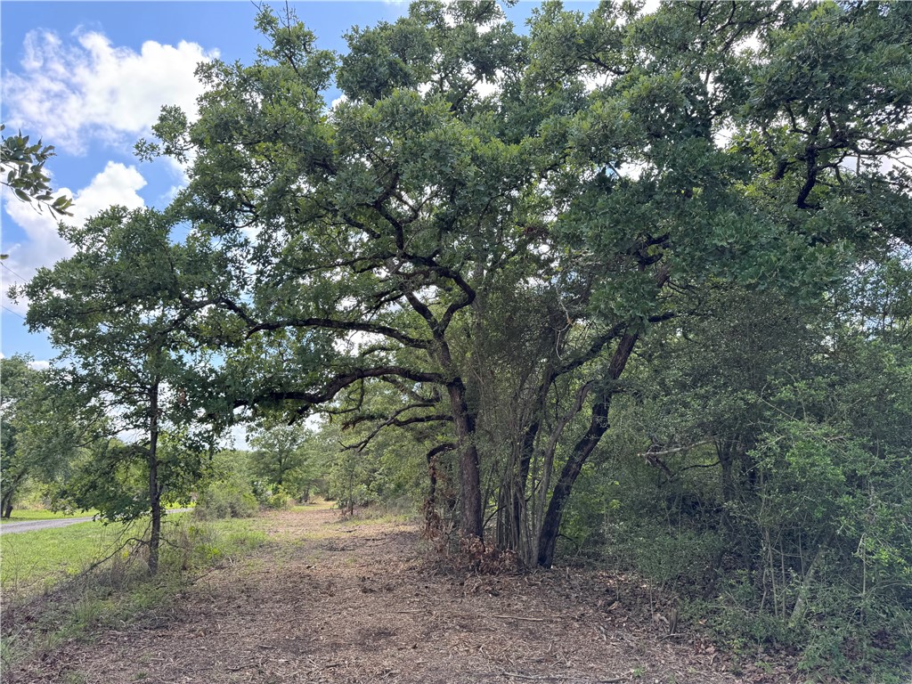 3816 Pin Oak Road Franklin, TX 77856 - Photo 3 of 15 Cleared lane for 29 Ac Driveway