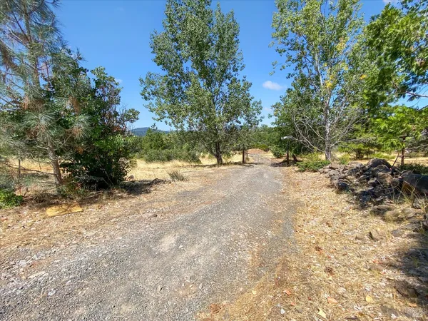 a view of dirt yard with a large tree