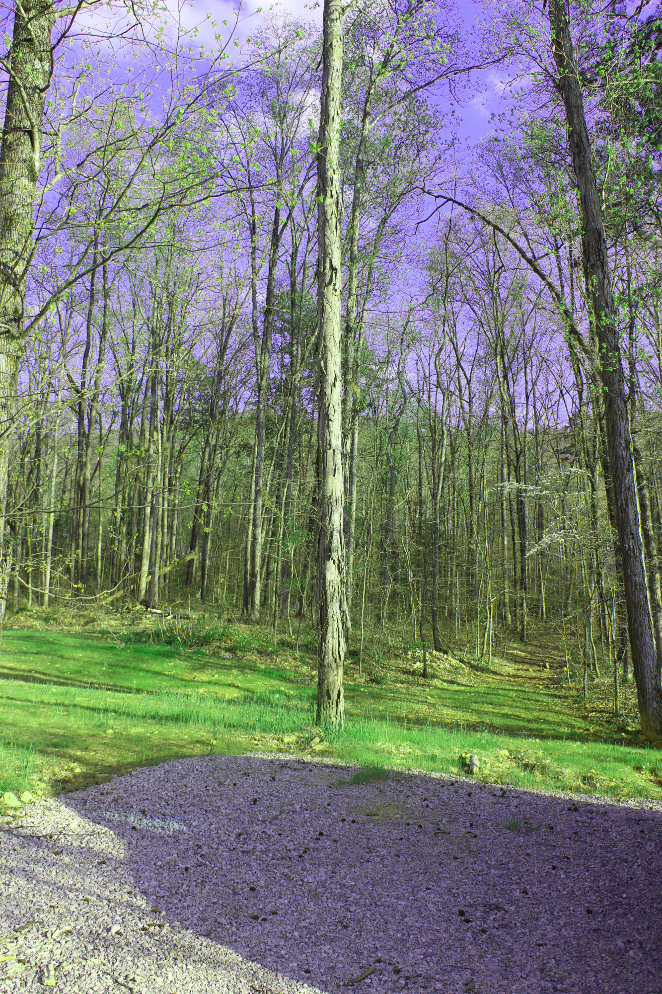 4136 Barb Hollow Road Walland, TN 37886 - Photo 34 of 40 Rear Yard