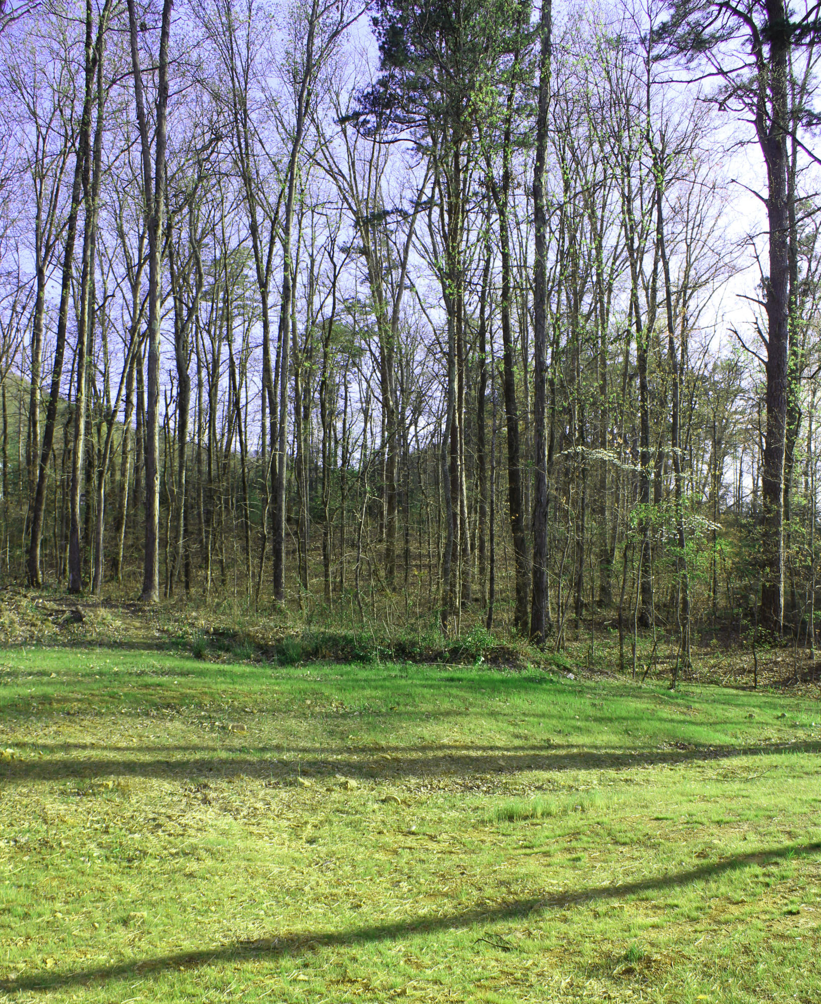 4136 Barb Hollow Road Walland, TN 37886 - Photo 5 of 40 Front Yard