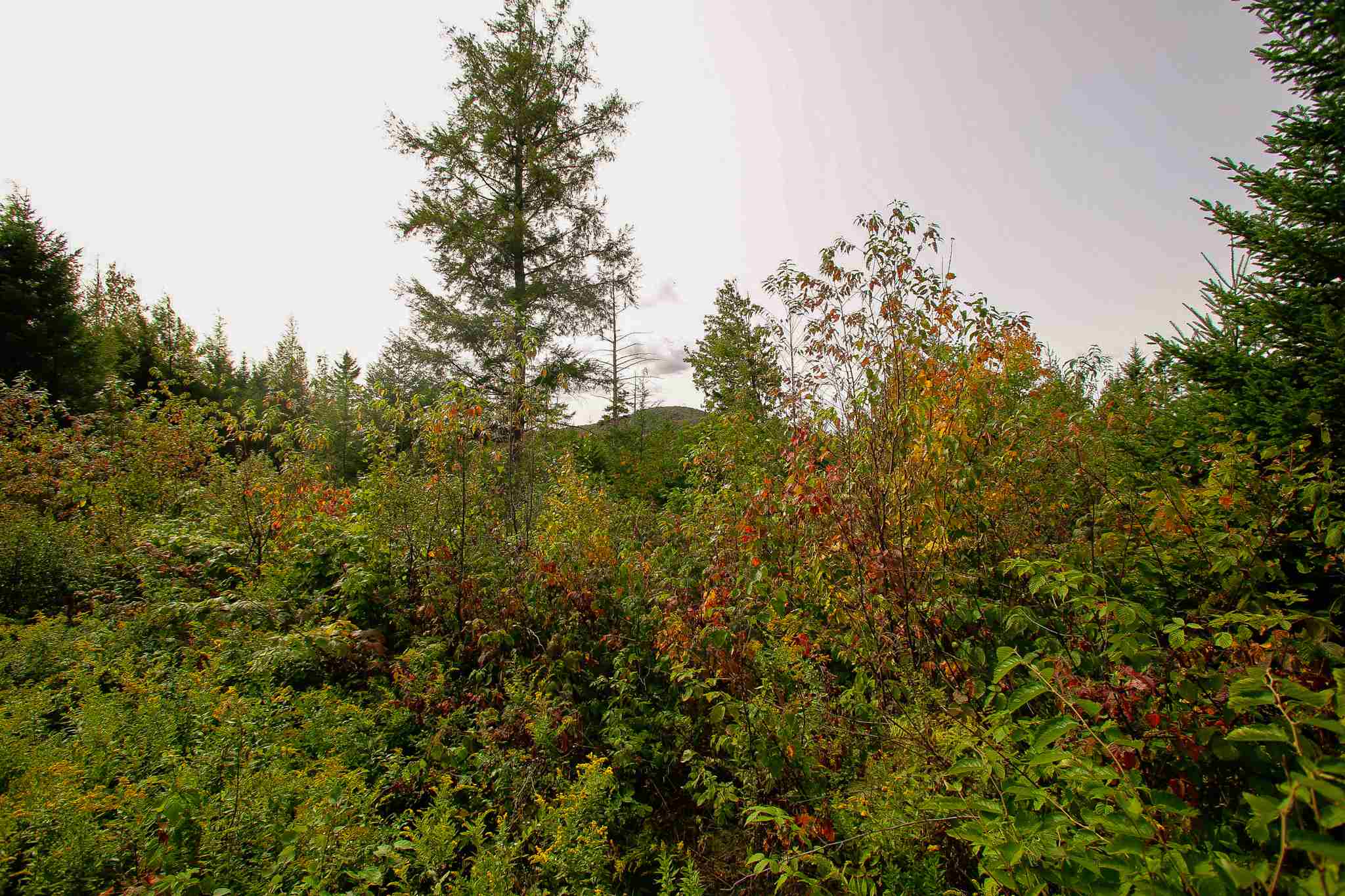 8000 Bear Hill Road Maidstone, VT 05905 - Photo 11 of 40