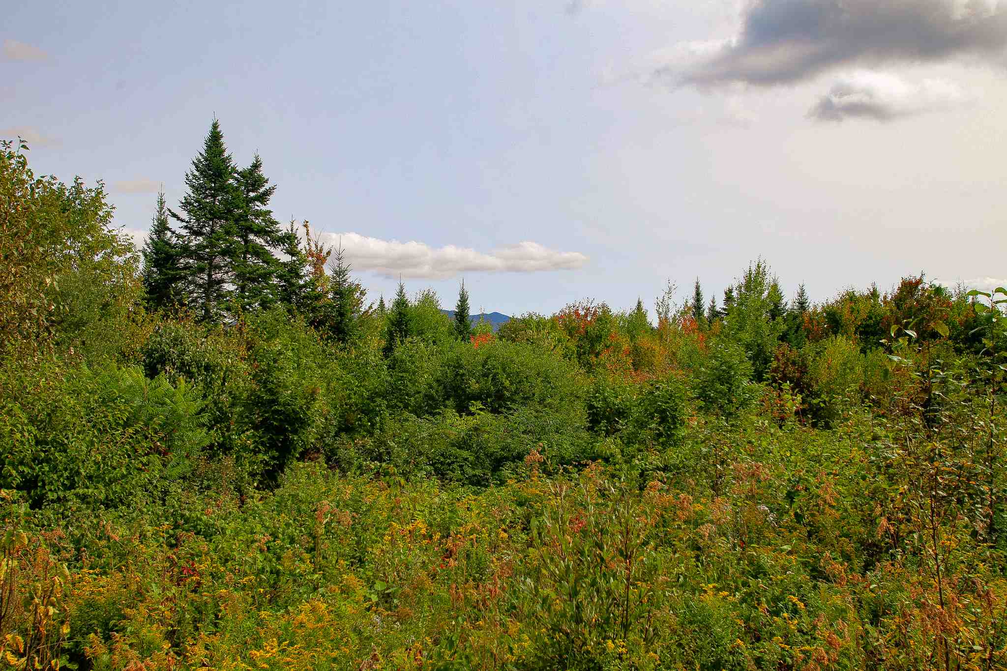 8000 Bear Hill Road Maidstone, VT 05905 - Photo 14 of 40