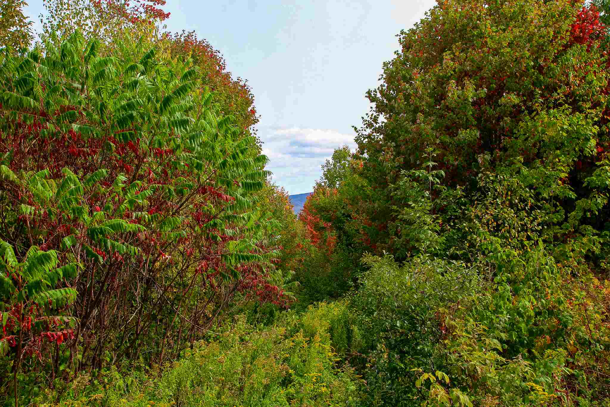 8000 Bear Hill Road Maidstone, VT 05905 - Photo 17 of 40