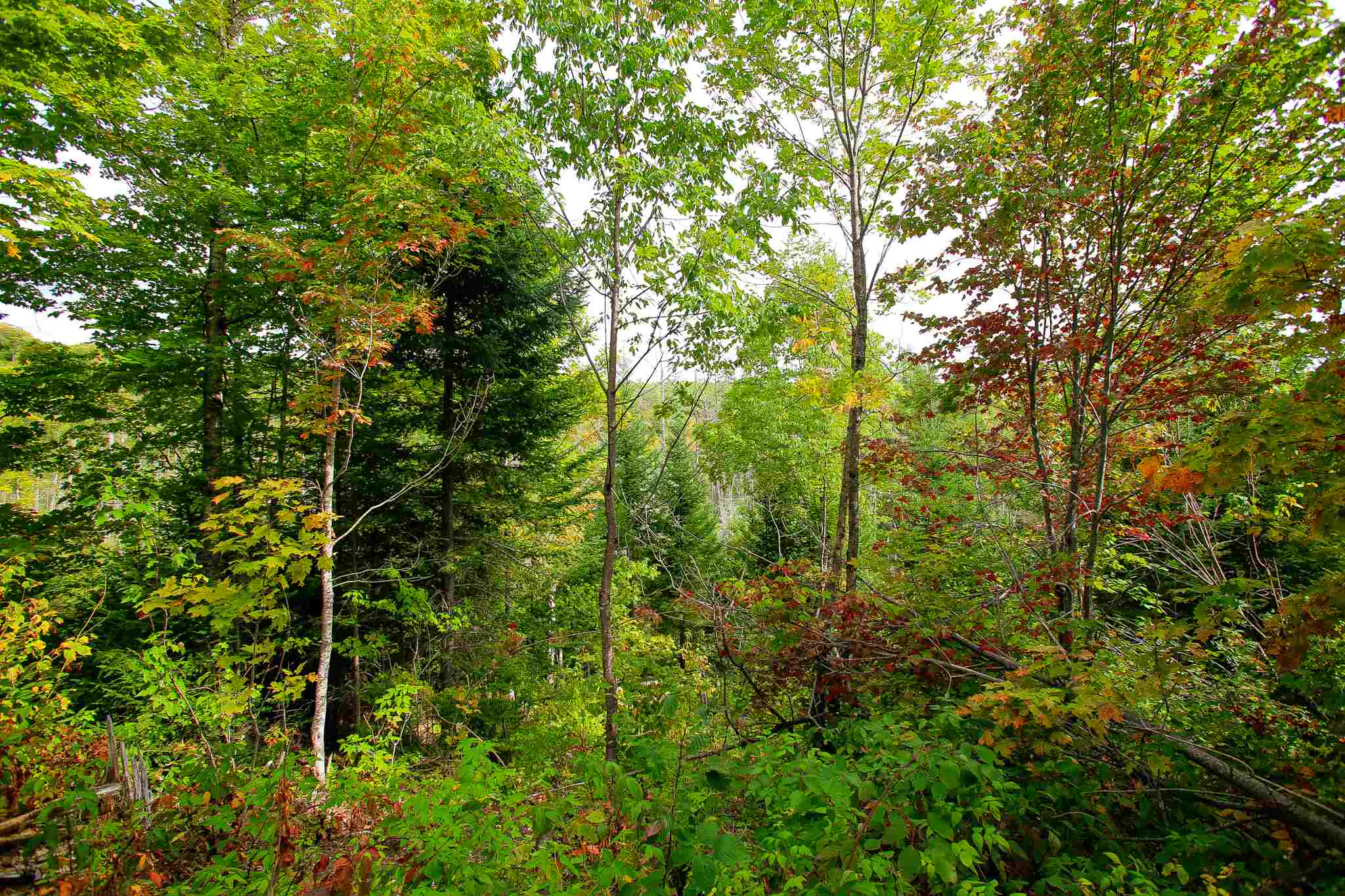 8000 Bear Hill Road Maidstone, VT 05905 - Photo 24 of 40