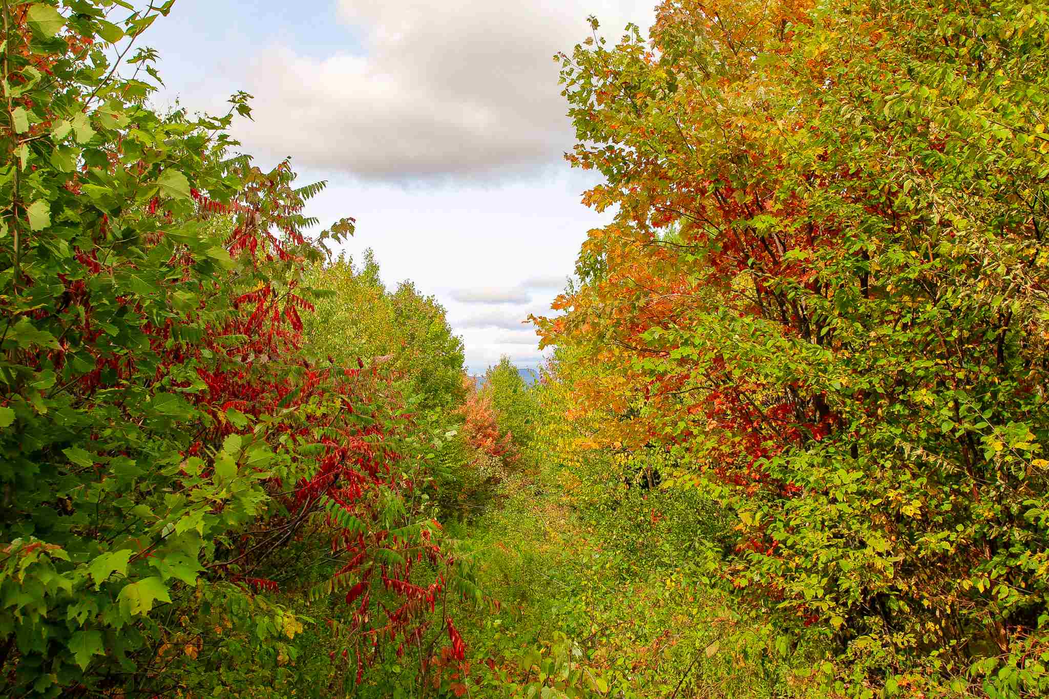 8000 Bear Hill Road Maidstone, VT 05905 - Photo 26 of 40