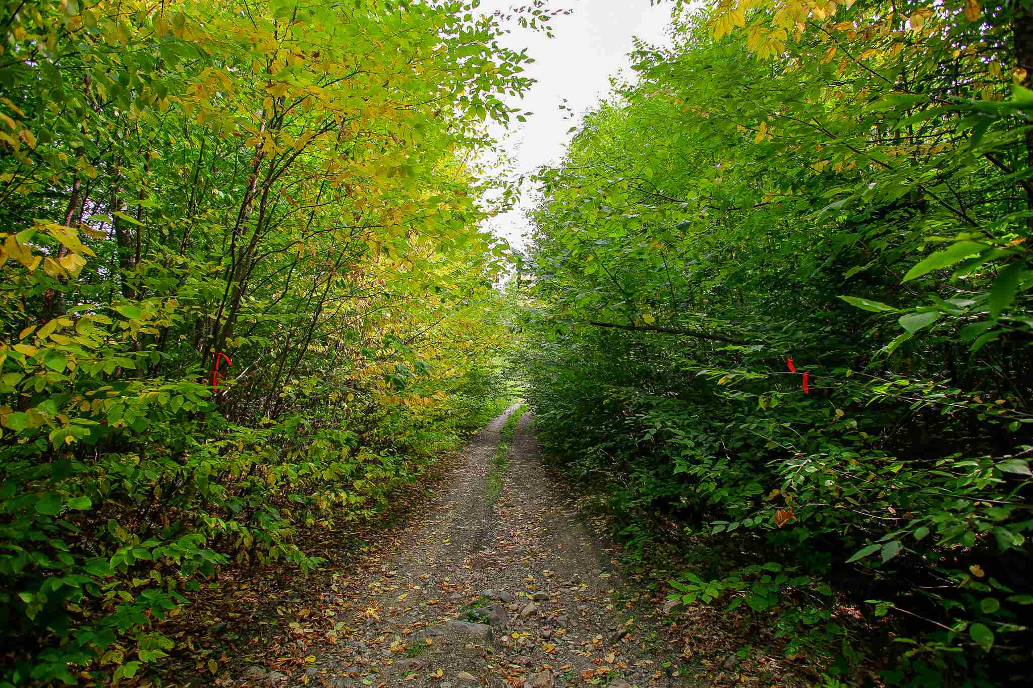 8000 Bear Hill Road Maidstone, VT 05905 - Photo 29 of 40