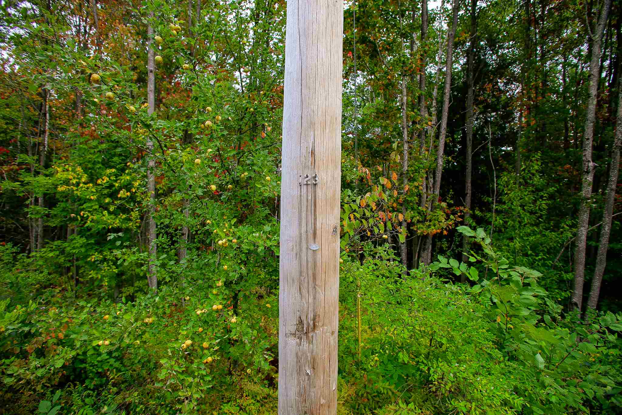8000 Bear Hill Road Maidstone, VT 05905 - Photo 34 of 40
