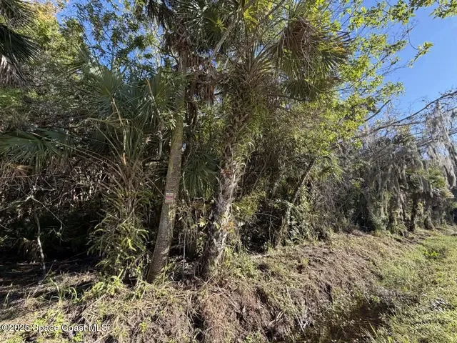 a view of a forest with large trees