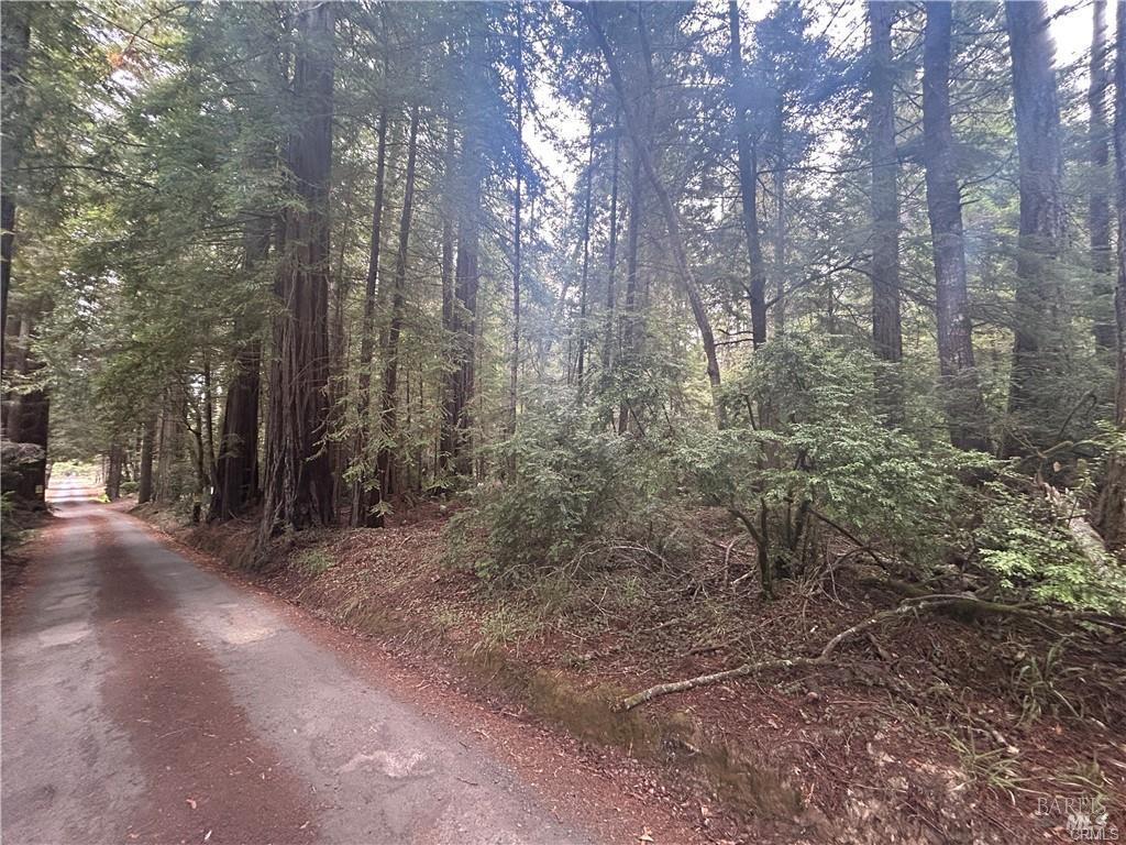 a view of a forest with trees